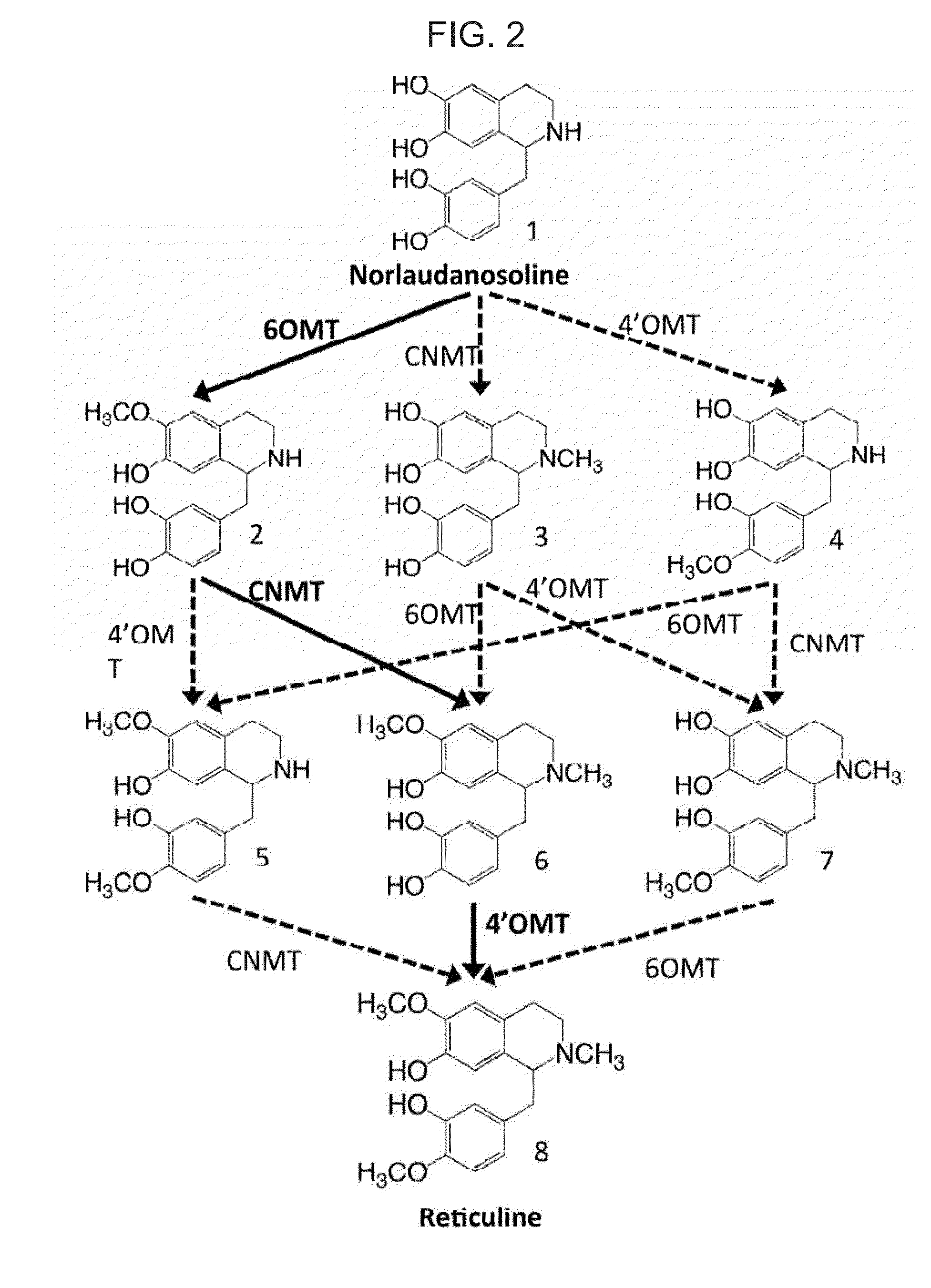 Benzylisoquinoline alkaloids (BIA) producing microbes, and methods of making and using the same