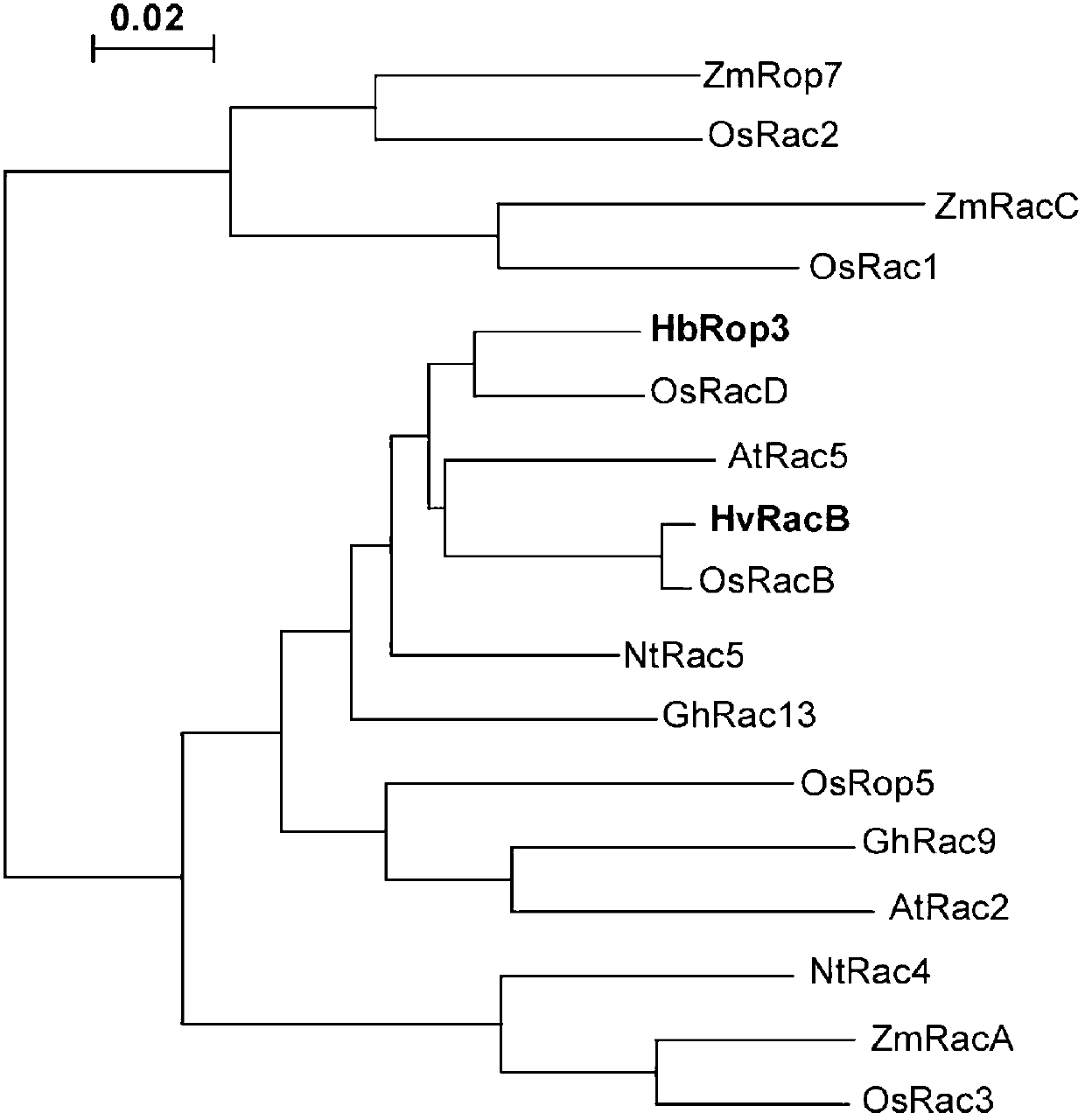 Hevea brasiliensis latex small G-protein Rop family protein and coding gene thereof