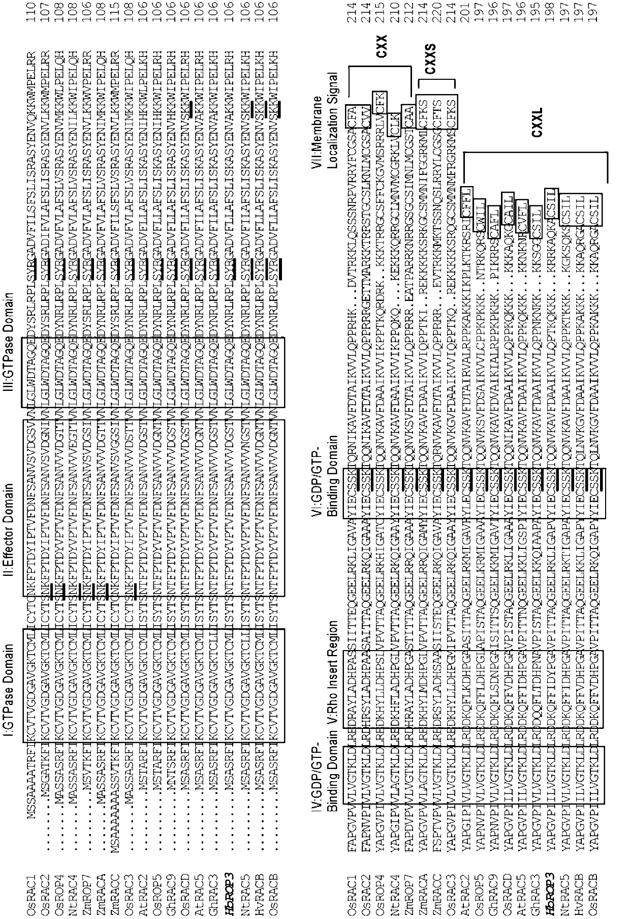 Hevea brasiliensis latex small G-protein Rop family protein and coding gene thereof