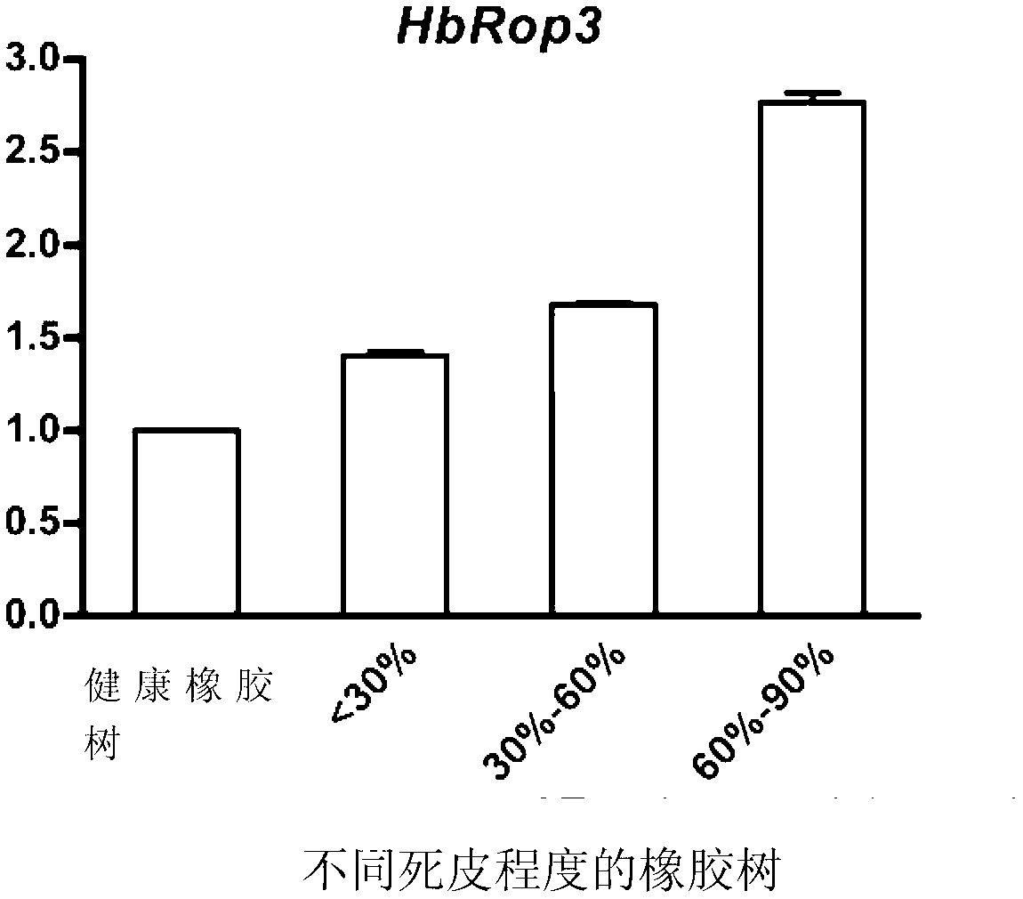 Hevea brasiliensis latex small G-protein Rop family protein and coding gene thereof