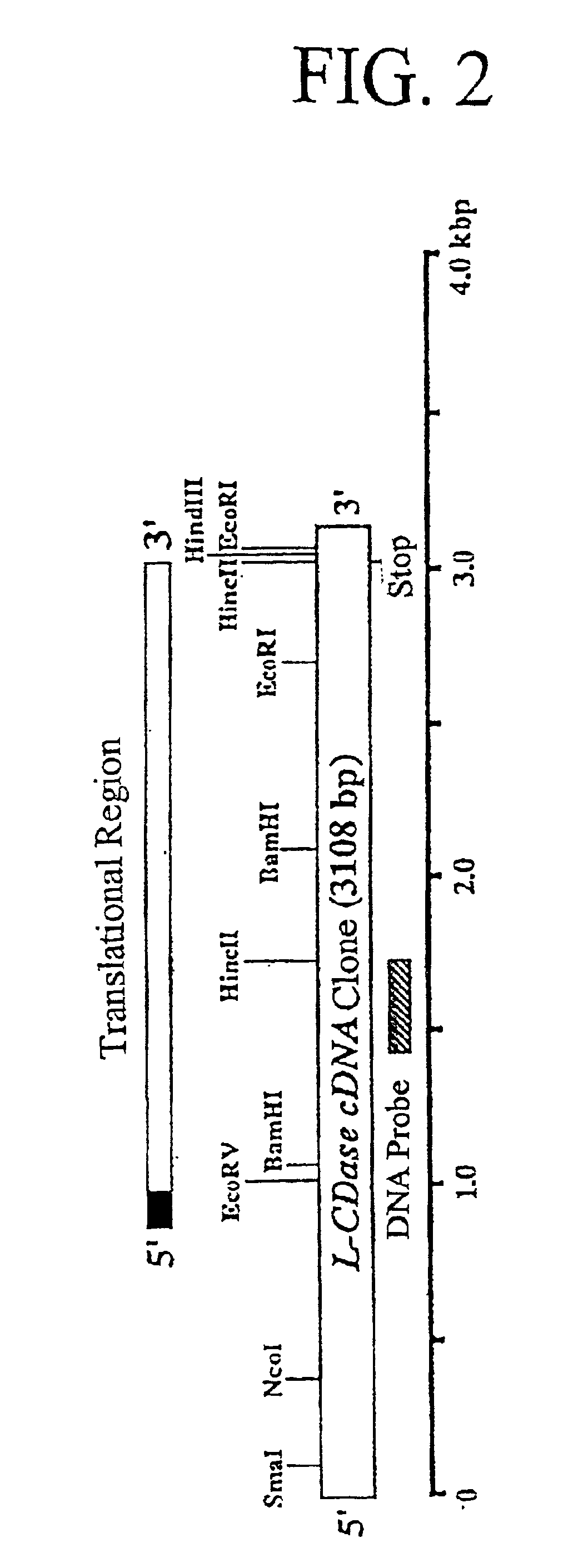 Ceramidase gene