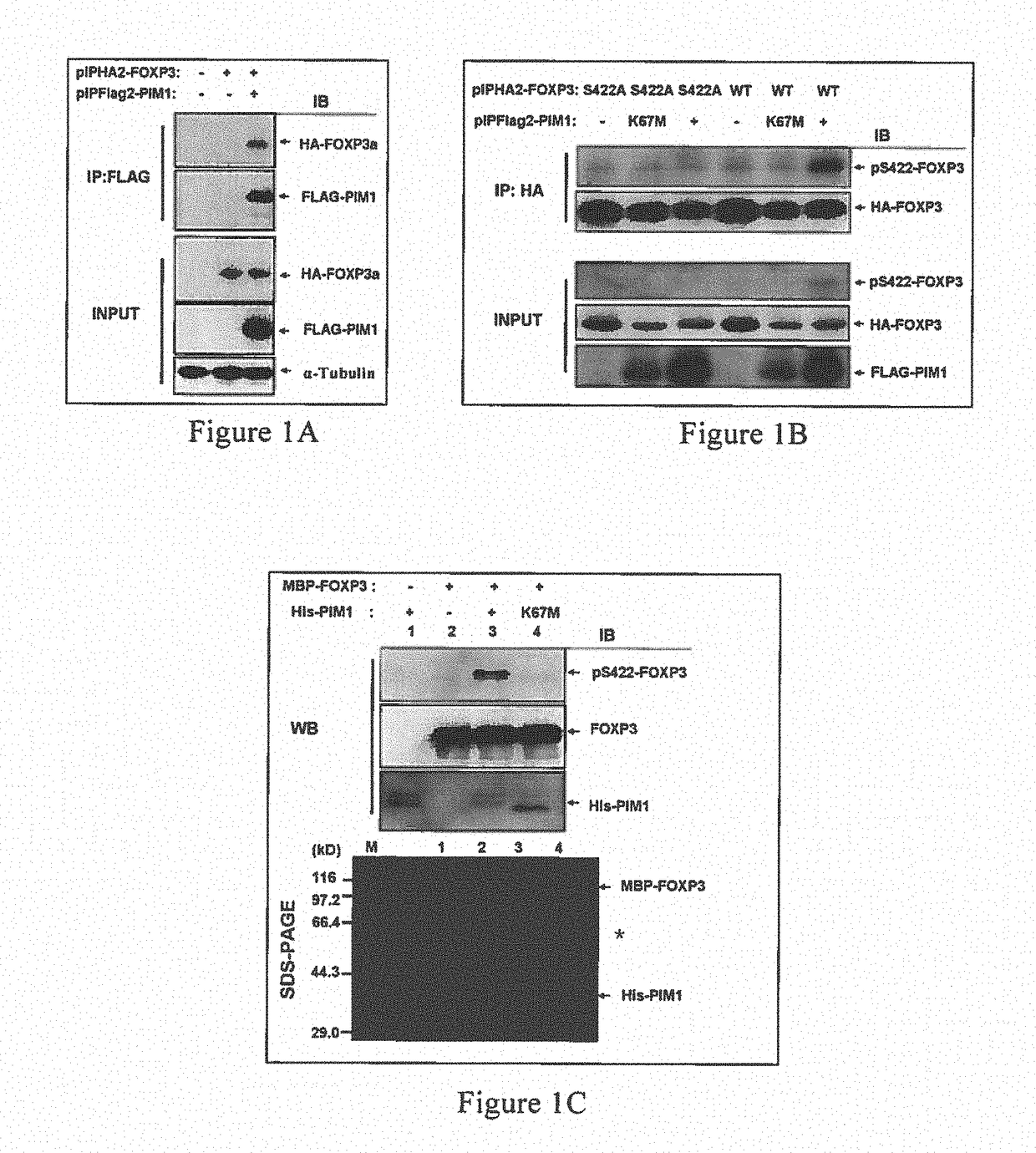 Use of phosphorylation pathway-related factor in regulating function of regulatory t cell