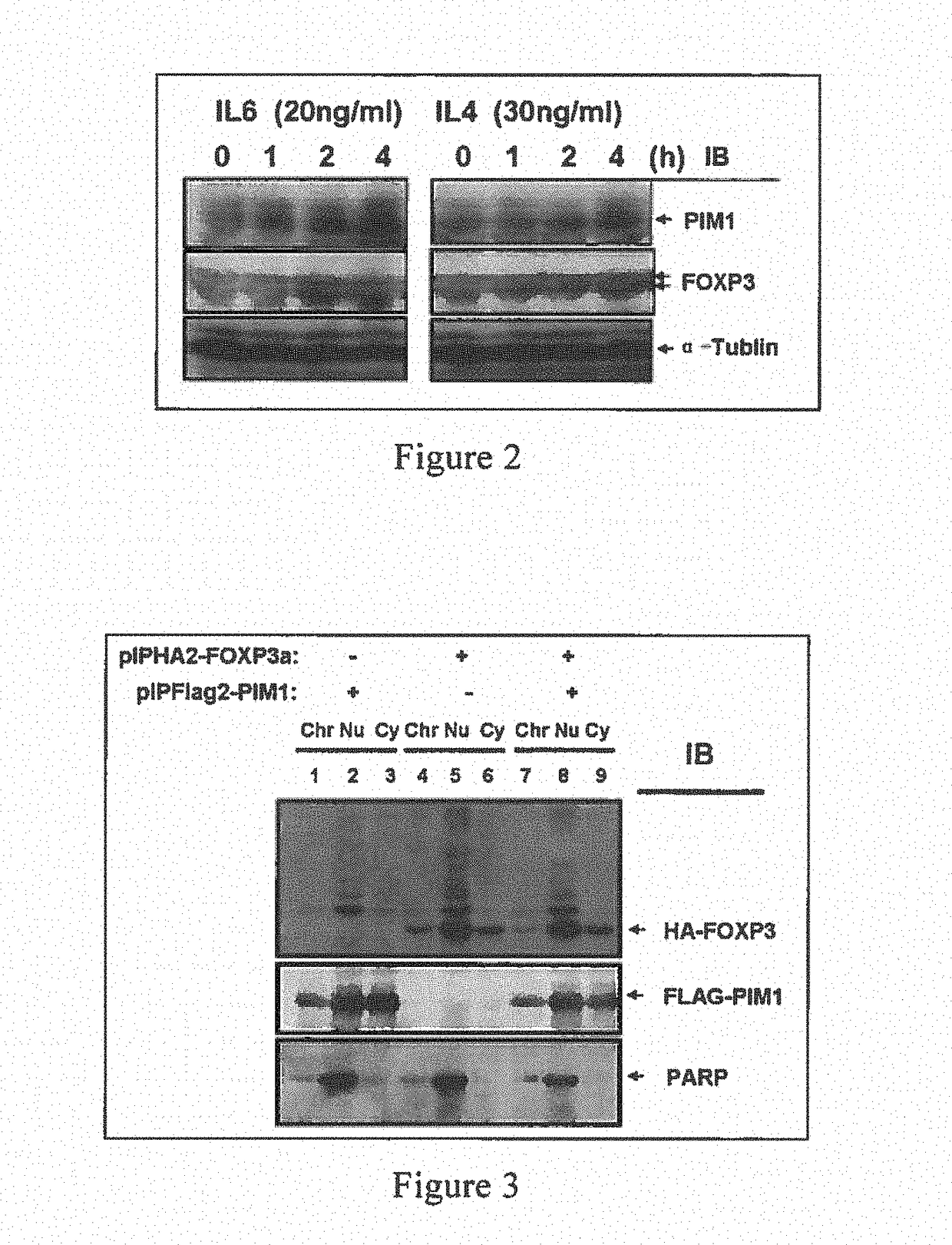 Use of phosphorylation pathway-related factor in regulating function of regulatory t cell