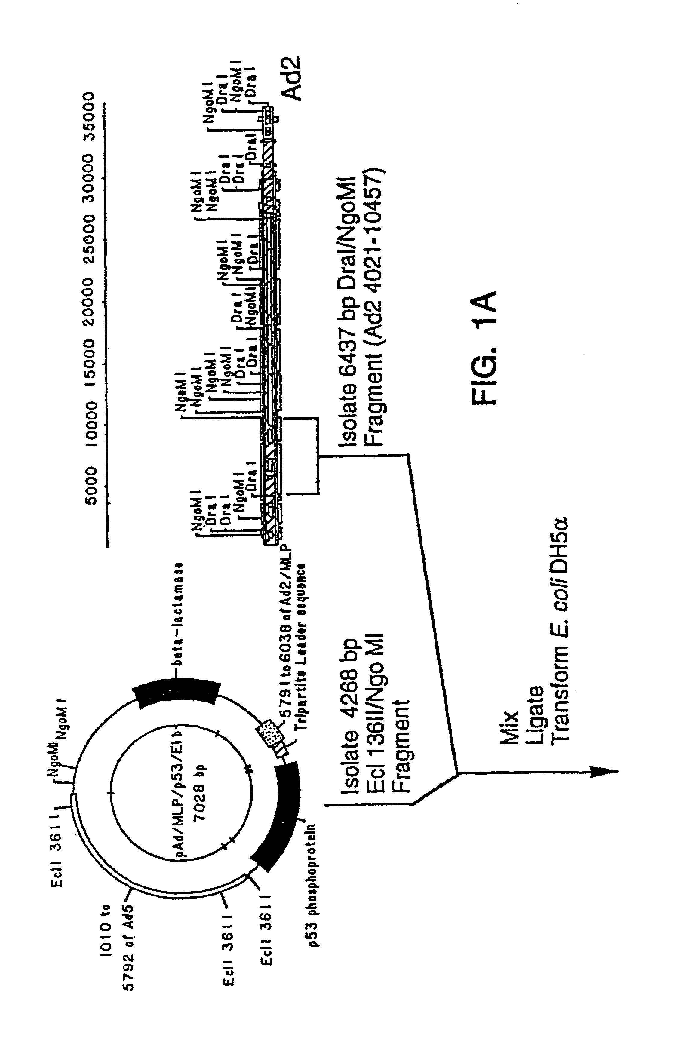 Recombinant adenoviral vector and method of use