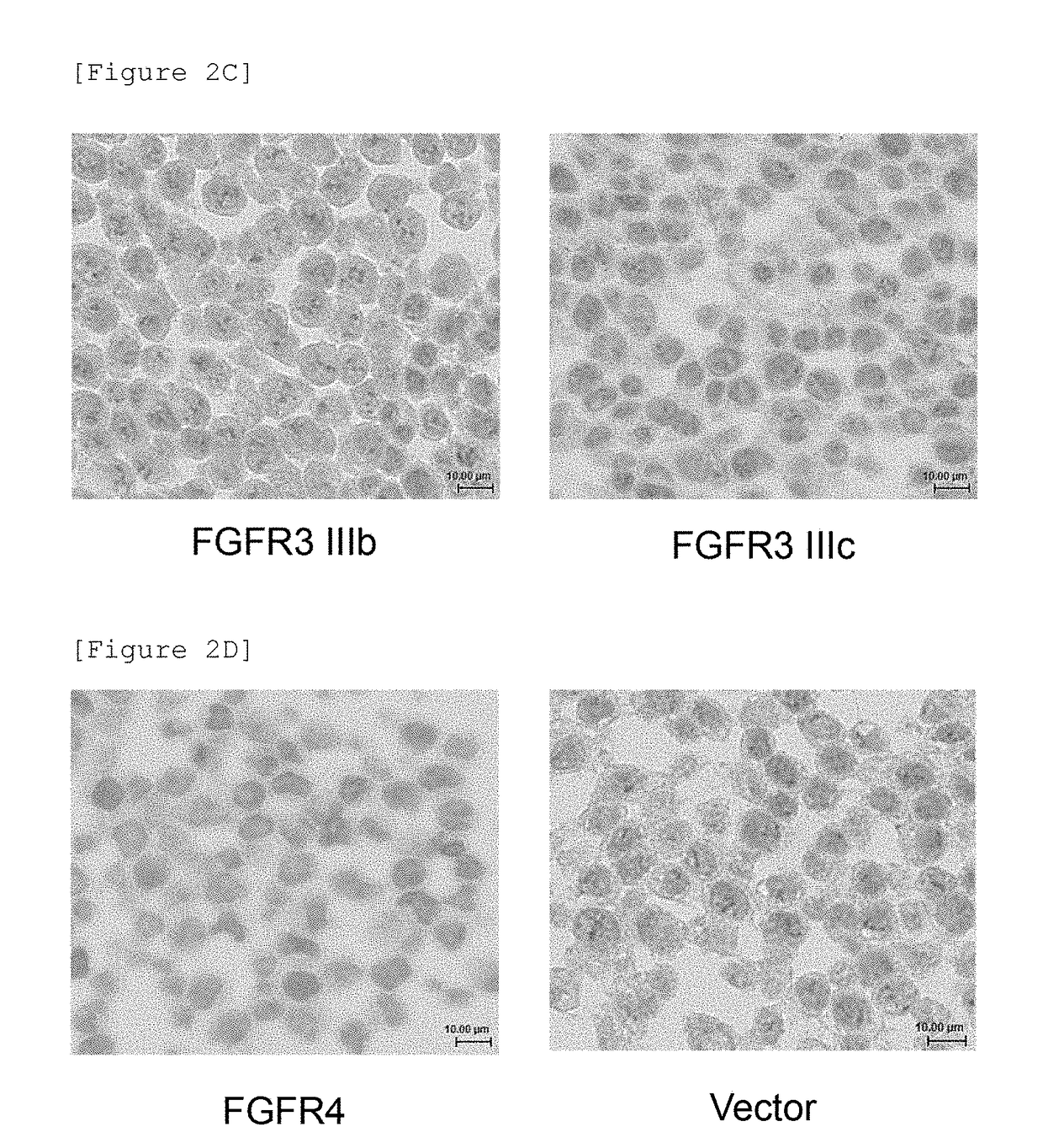 Detection of fgfr2
