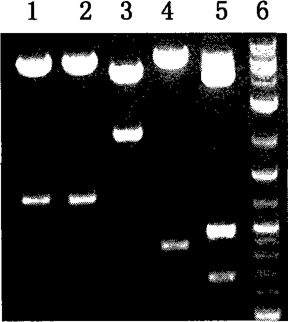 LMP-1 recombinant gland related viral vectors as well as construction method and uses thereof