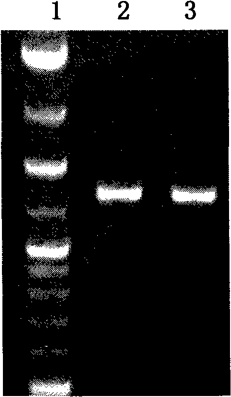 LMP-1 recombinant gland related viral vectors as well as construction method and uses thereof