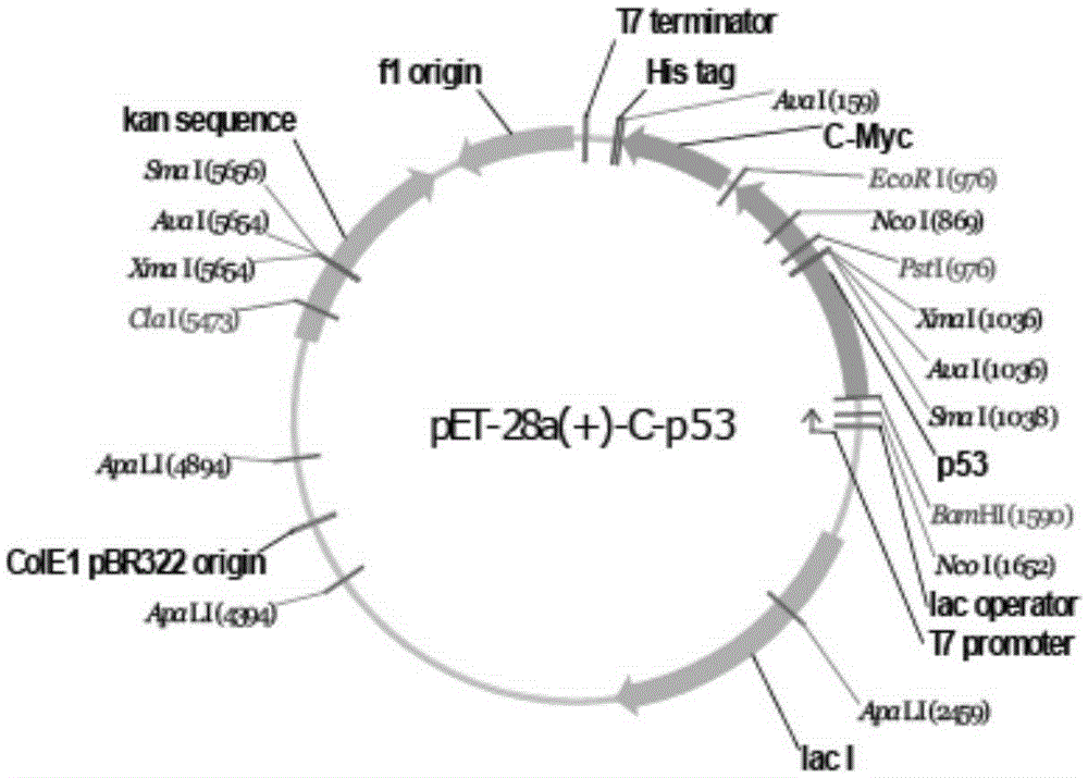 A serum autoantibody detection kit