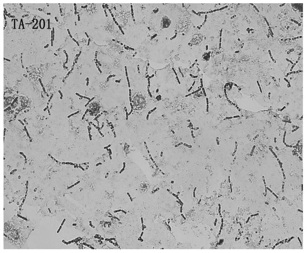 A Strain of Bacillus thuringiensis and Its Application