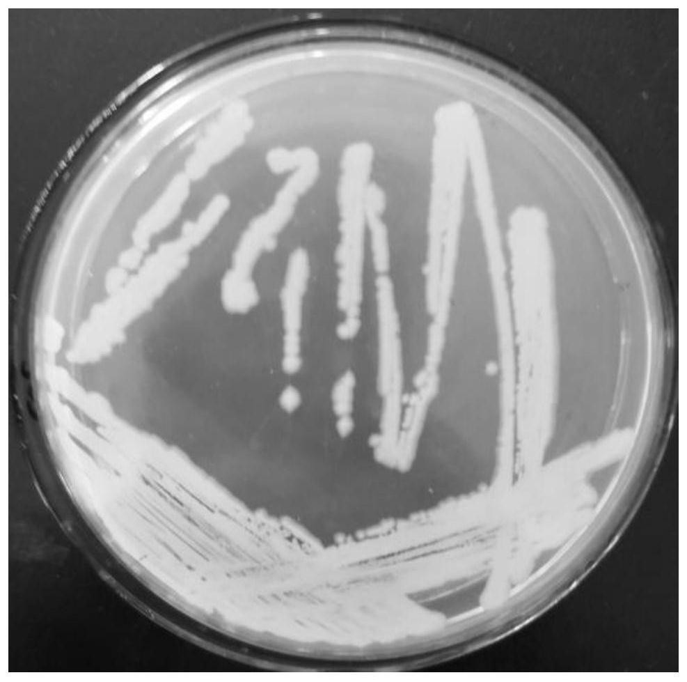 A Strain of Bacillus thuringiensis and Its Application