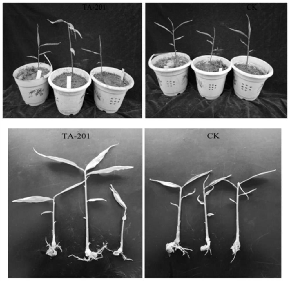 A Strain of Bacillus thuringiensis and Its Application