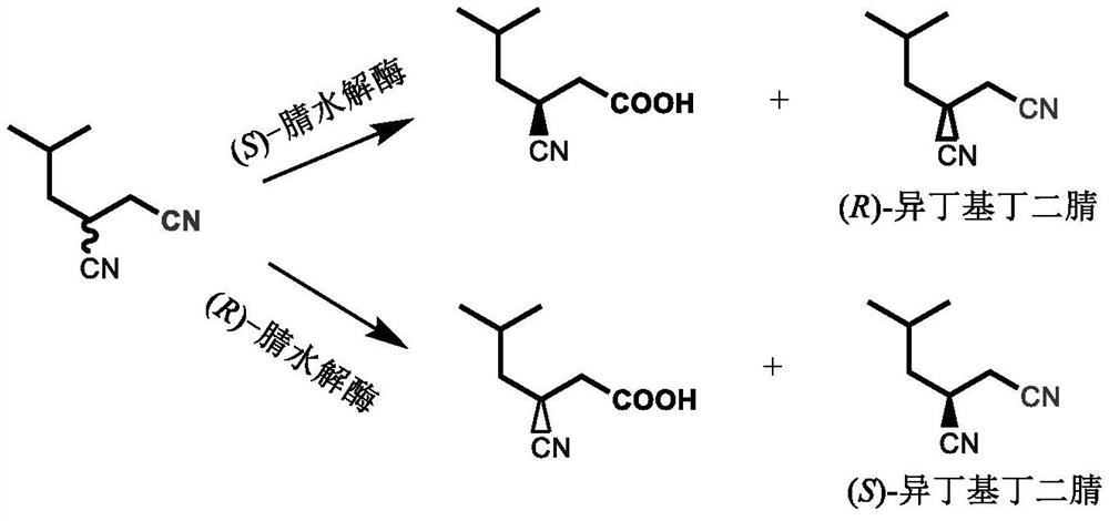 Racemization method of optically pure isobutyl butanedinitrile