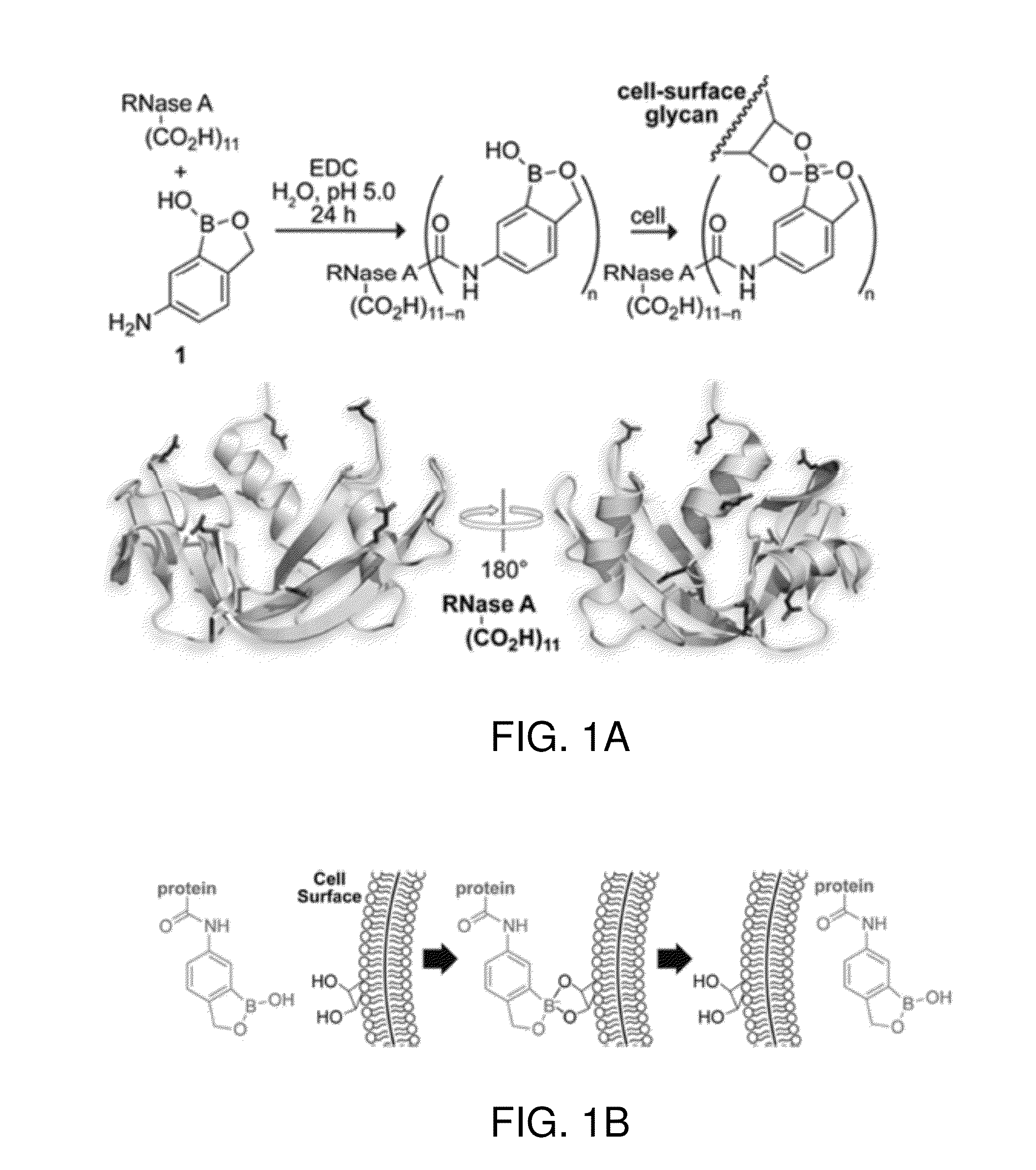 Bioreversible boronates for delivery of molecules into cells