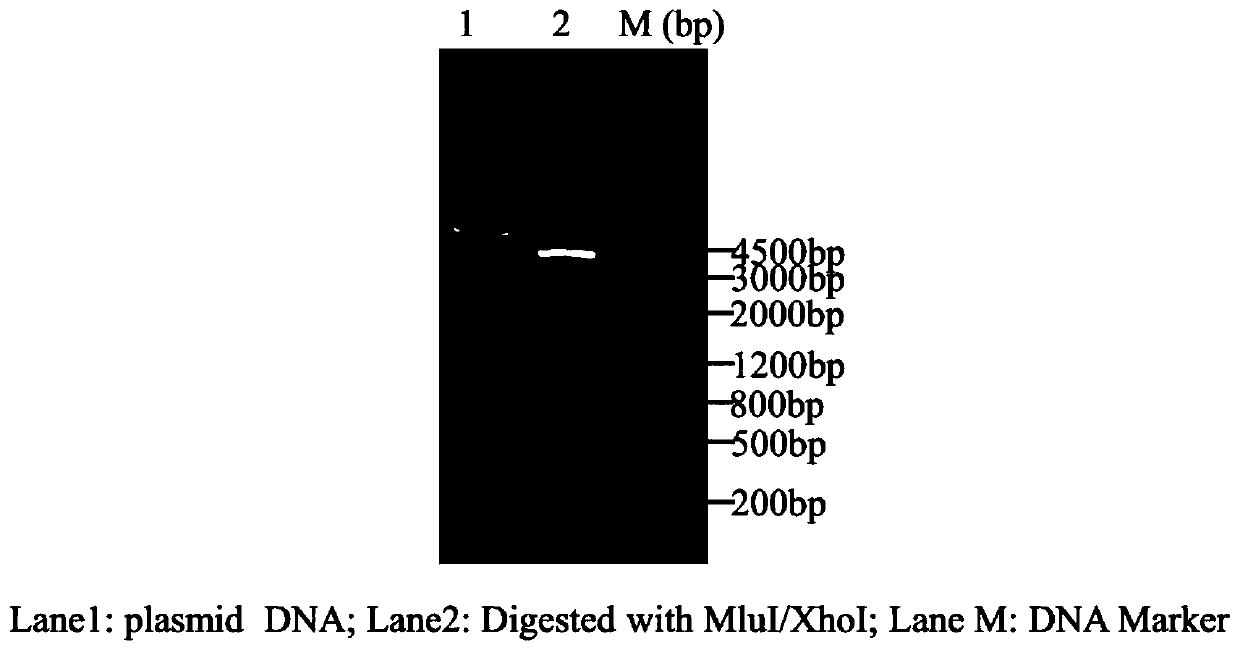 Recombinant vector and expression method of potato aphid effect protein Me10 gene