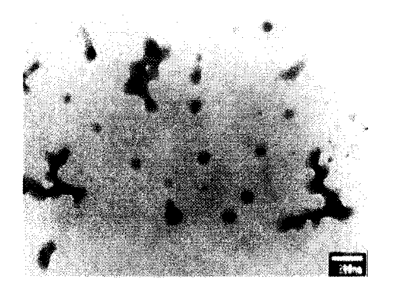 Intraocular nano particle freeze-dried powders and preparation method thereof