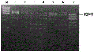 Marine actinomycete genome library and construction method thereof