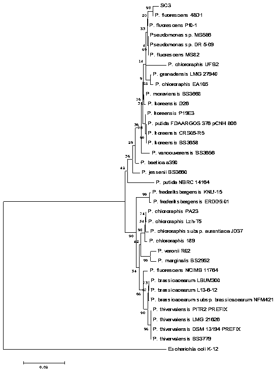 A strain of Pseudomonas fluorescens sc3 and its application in the control of bacterial soft rot in crops