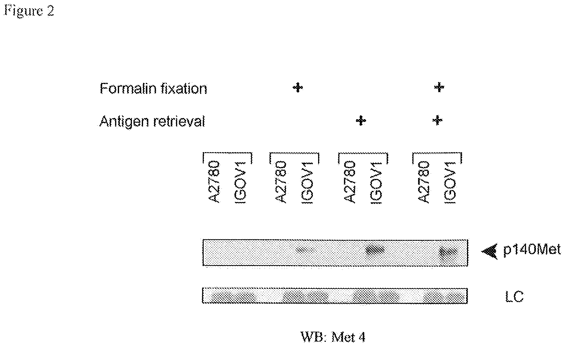 Monoclonal antibody which binds cMet (HGFR) in formalin-fixed and paraffin-embedded tissues and related methods