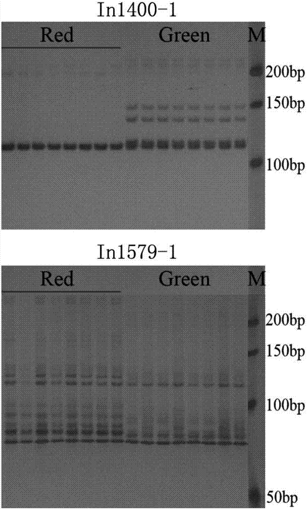Molecular markers of pear peel all-red bud mutation trait locus, primers and application thereof