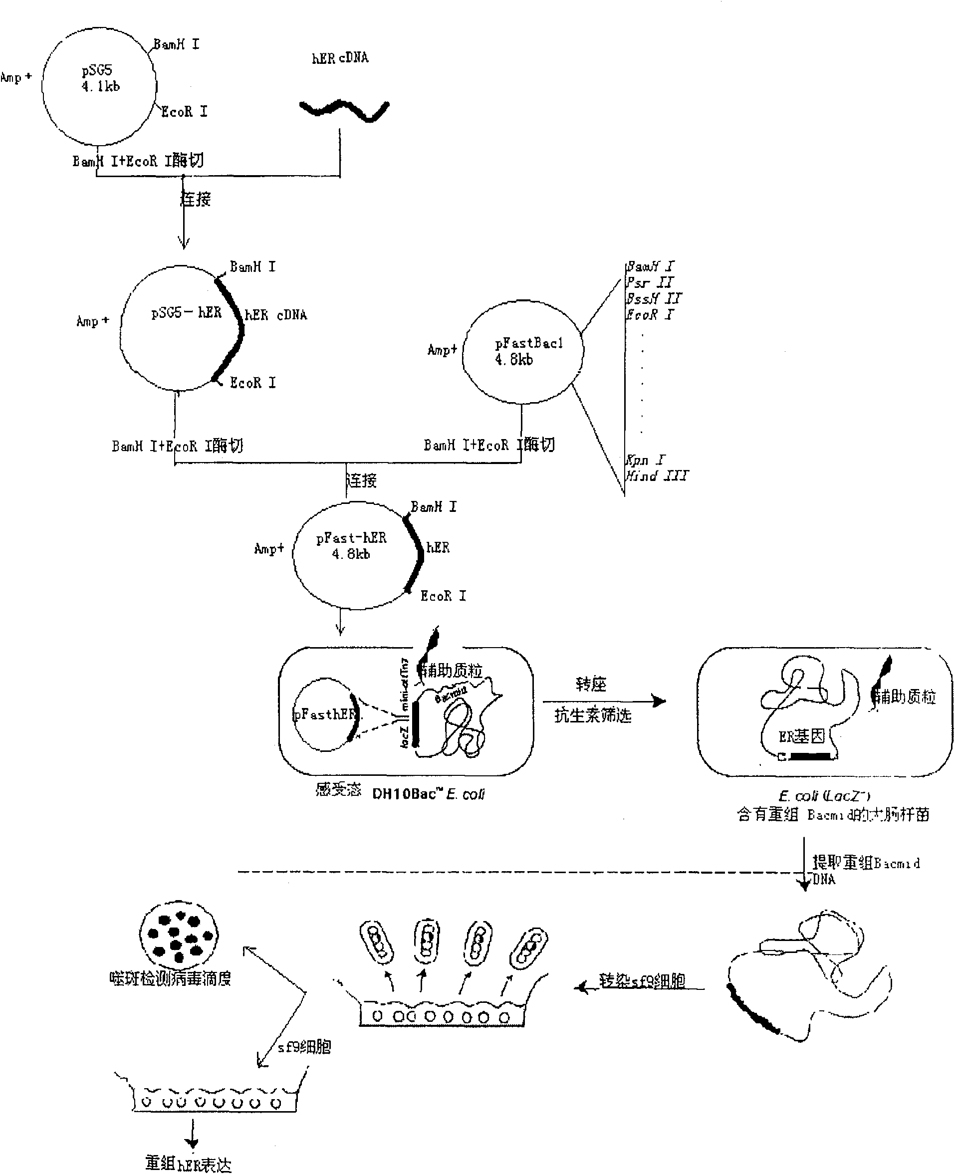 PCR quantitative detection method and reagent kit based on ERalpha activation effect environment incretion interferent