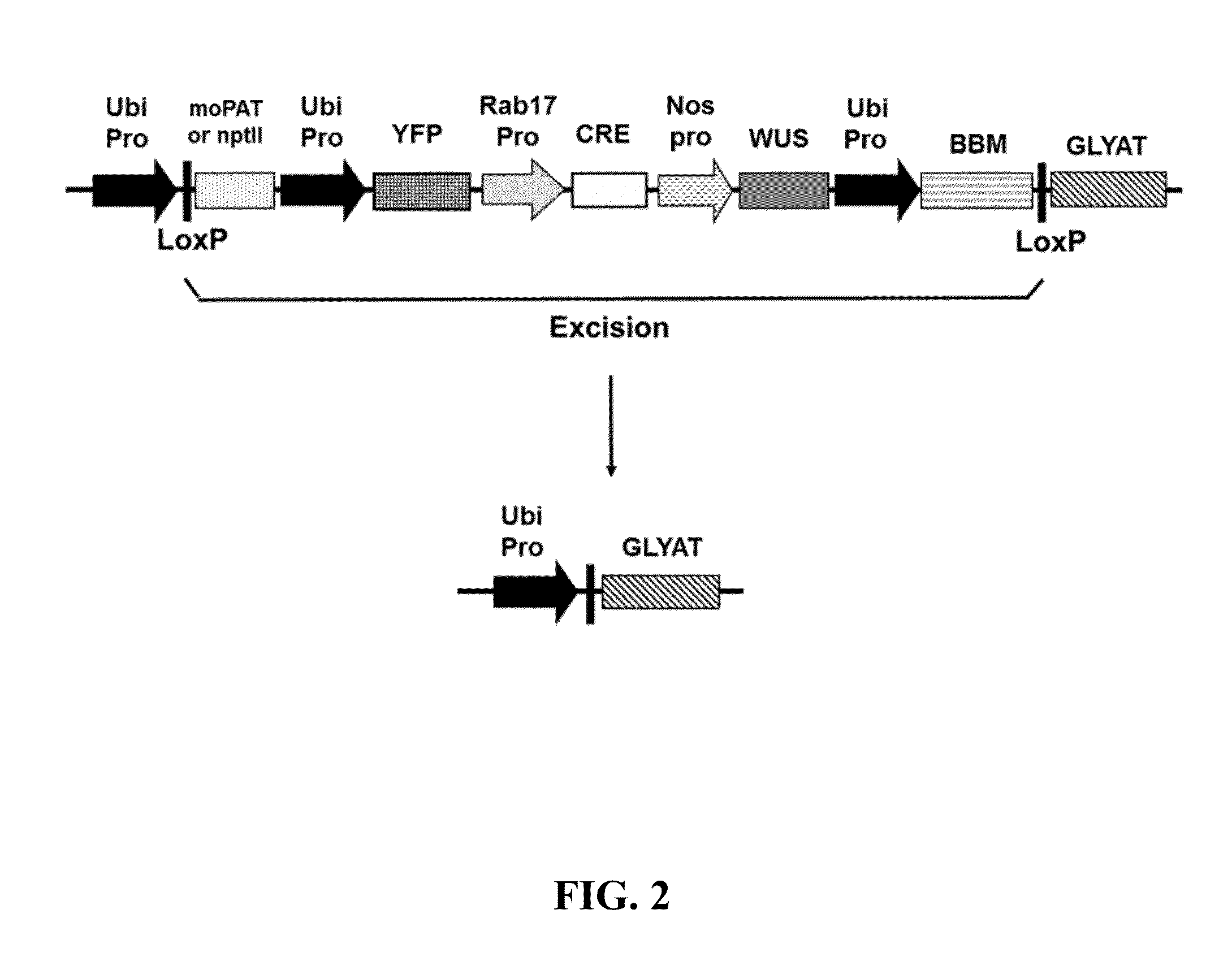 Methods and compositions for producing and selecting transgenic plants
