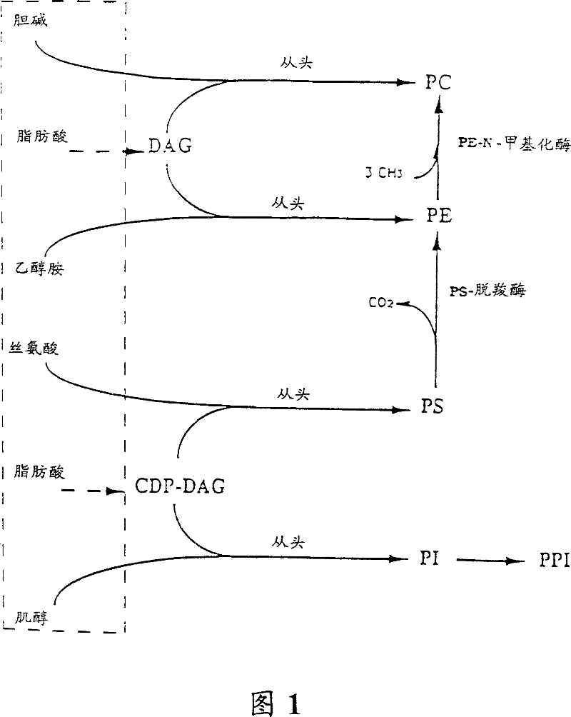 Antimalarial and anti-babesiosis agent and pharmaceutical compositions contg. same