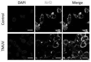 A kind of chicken nrf2 protein antibody and its immunogen, immunogenic polypeptide, detection kit and application