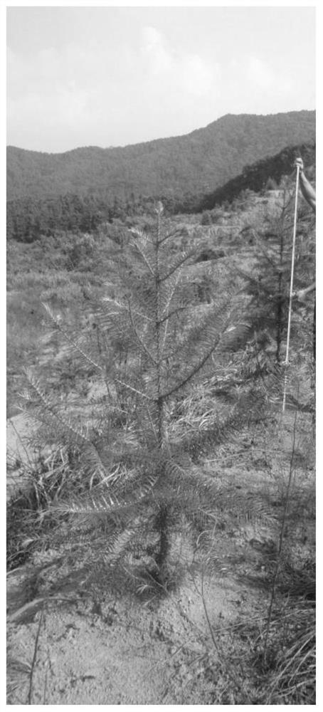 A method for rapidly cultivating Chinese fir seed-producing mother plants