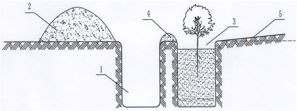 A kind of afforestation method of Haloxylon-free irrigation vegetation in arid gravel desert area