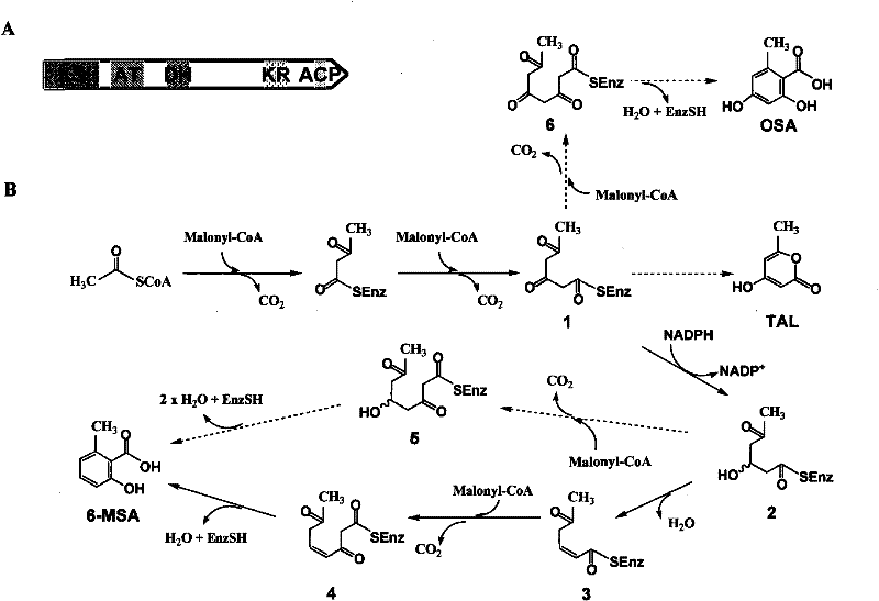 6-methy salicylic acid synthetase transformed by genetic engineering and combinatorial biosynthesis of spirocyclic acetoacetic acid lactone antiboitic