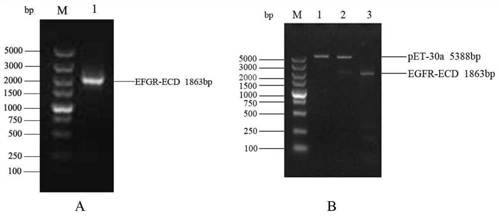 Polypeptide that specifically binds to EGFR and inhibits EGF to promote tumor cell proliferation