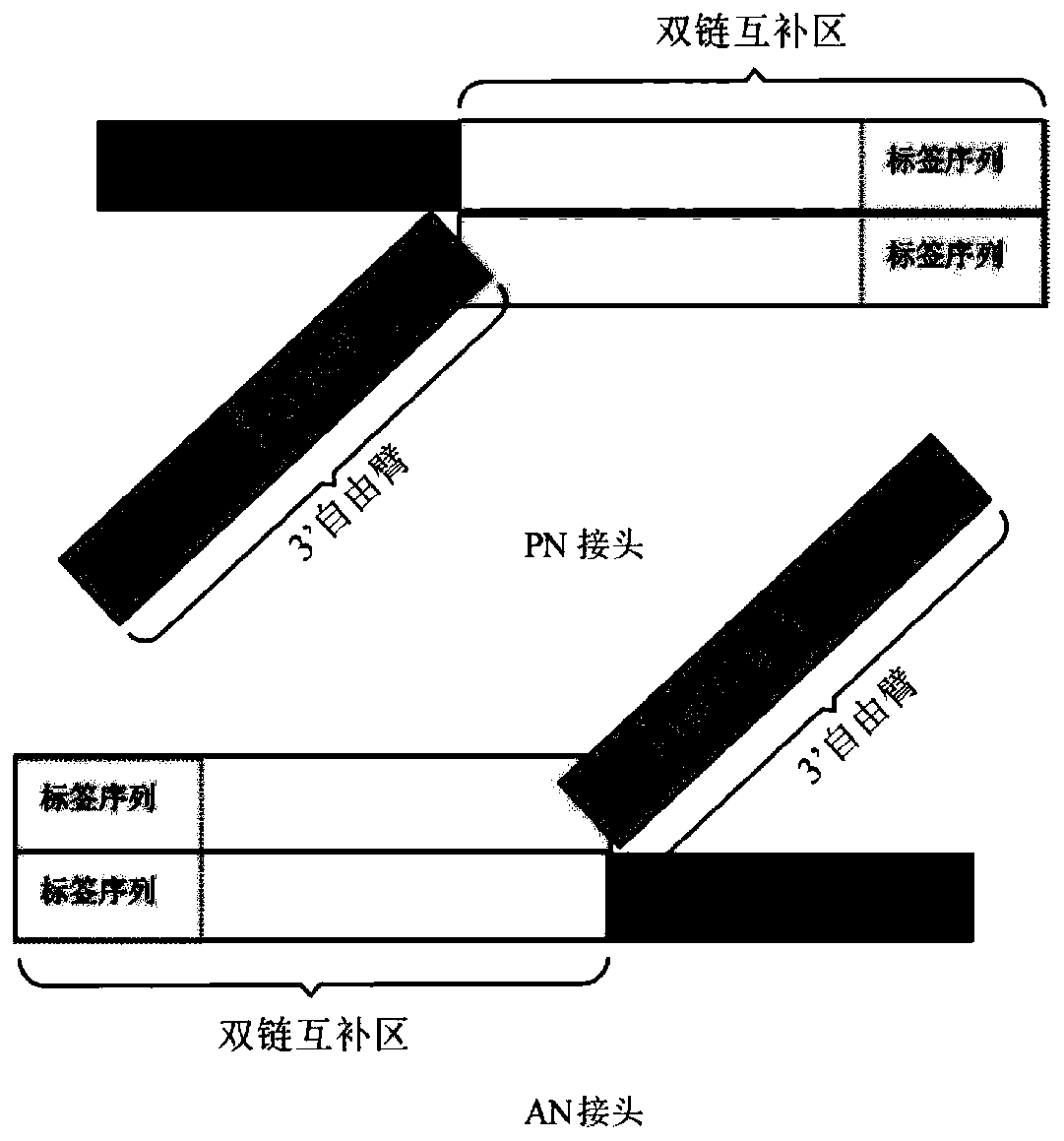 Universal high-throughput sequencing adapter and application thereof