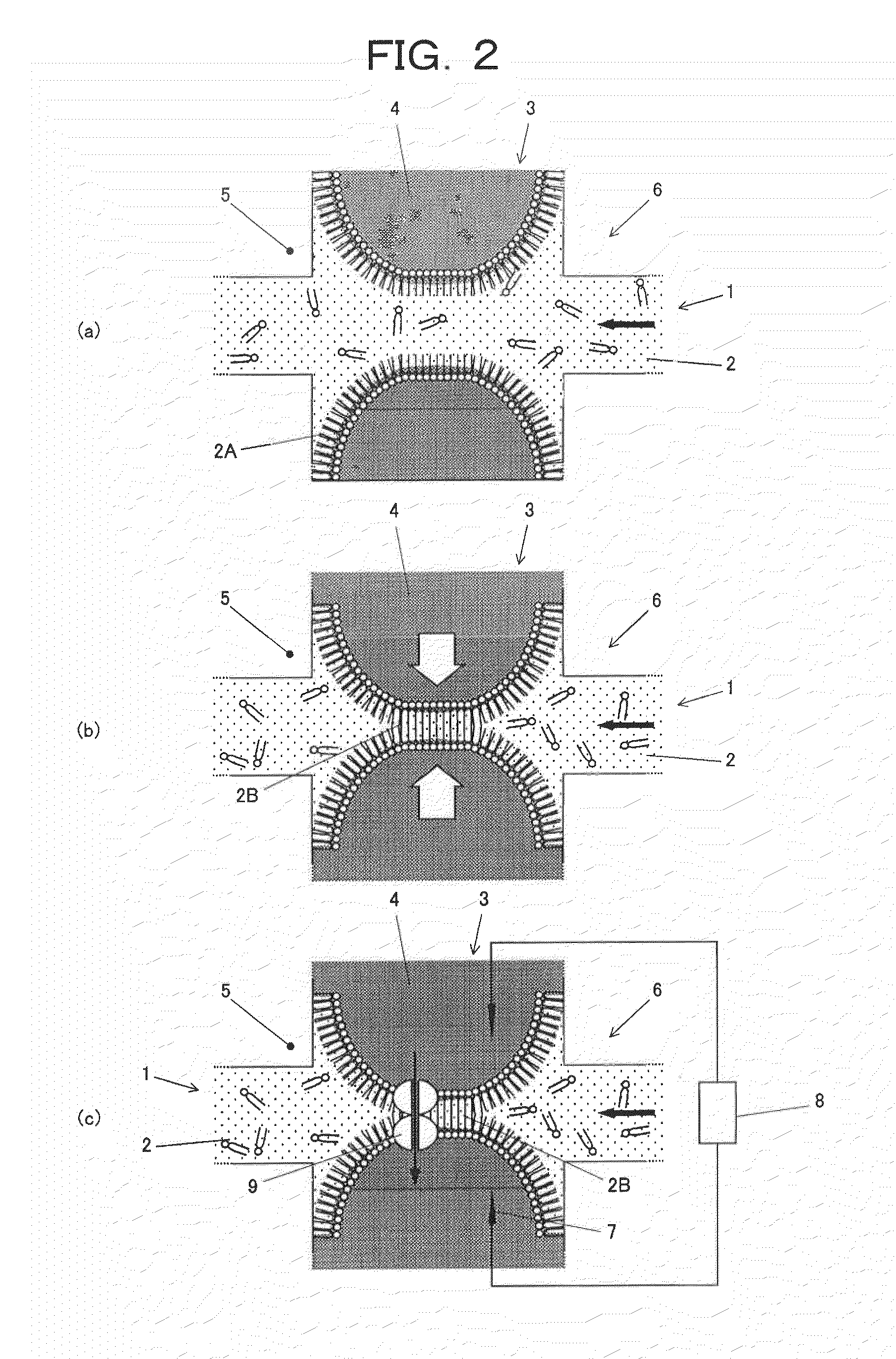 Method of forming bilayer membrane by contact between amphipathic monolayers and apparatus therefor