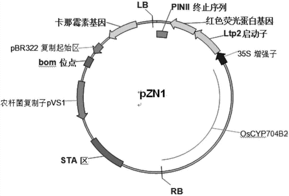 Novel plant fertility regulation structure and application thereof