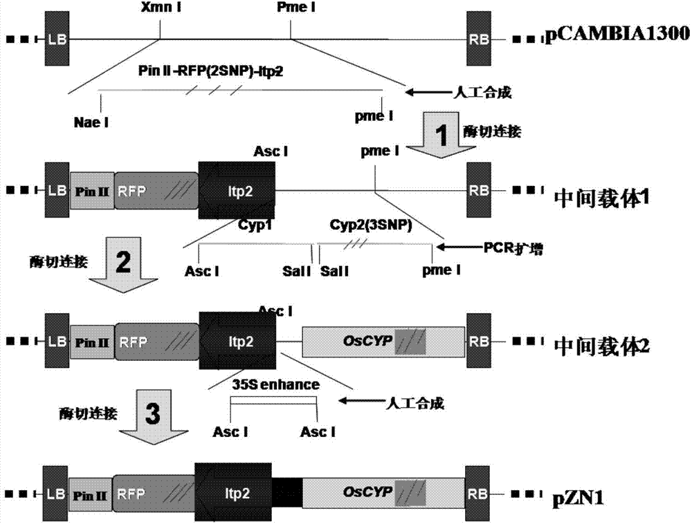 Novel plant fertility regulation structure and application thereof