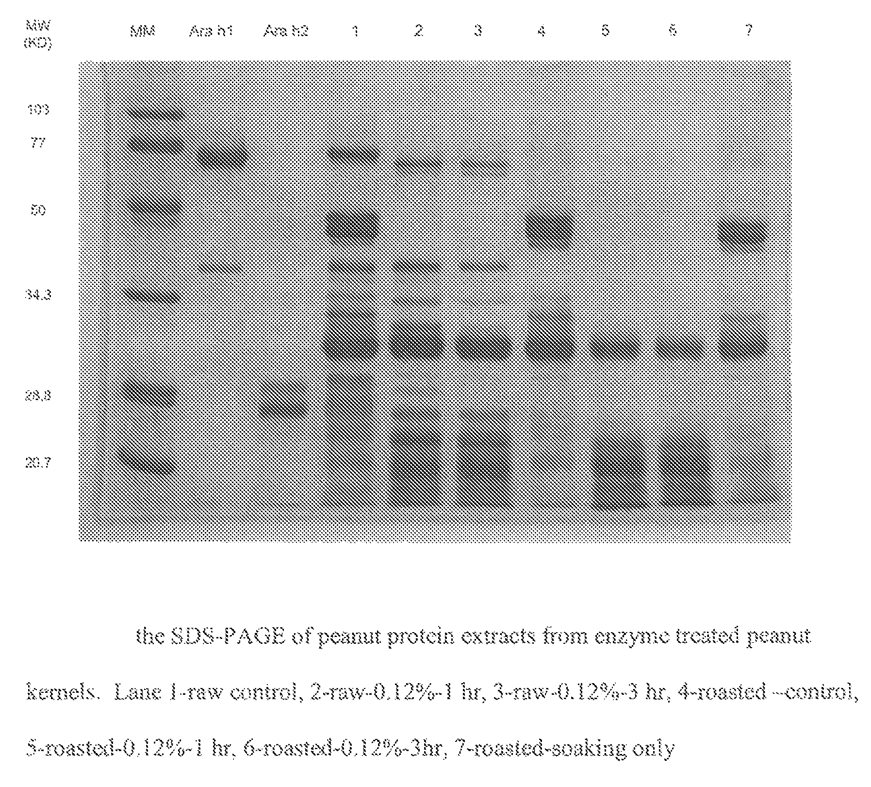 Process for preparing hypoallergenic and non-allergenic peanuts (Arachis hypogaea) utilizing an endopeptidase