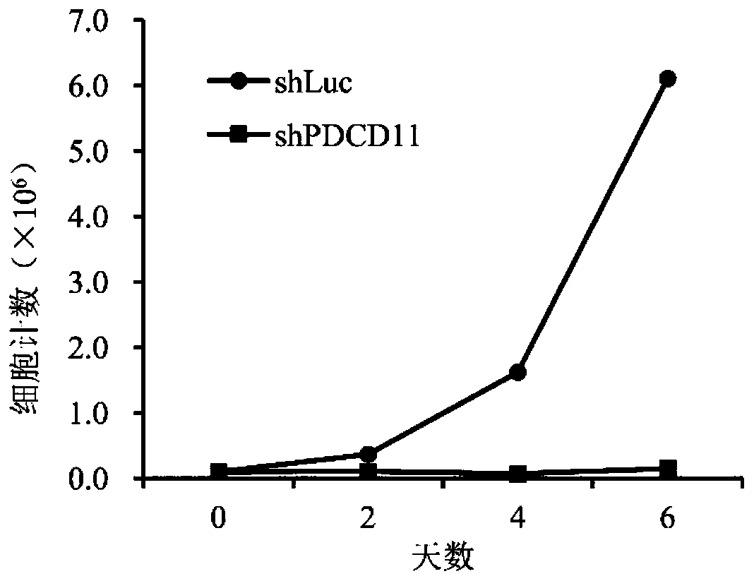 PDCD11-shRNA and application of PDCD11-shRNA in treatment of colorectal cancer
