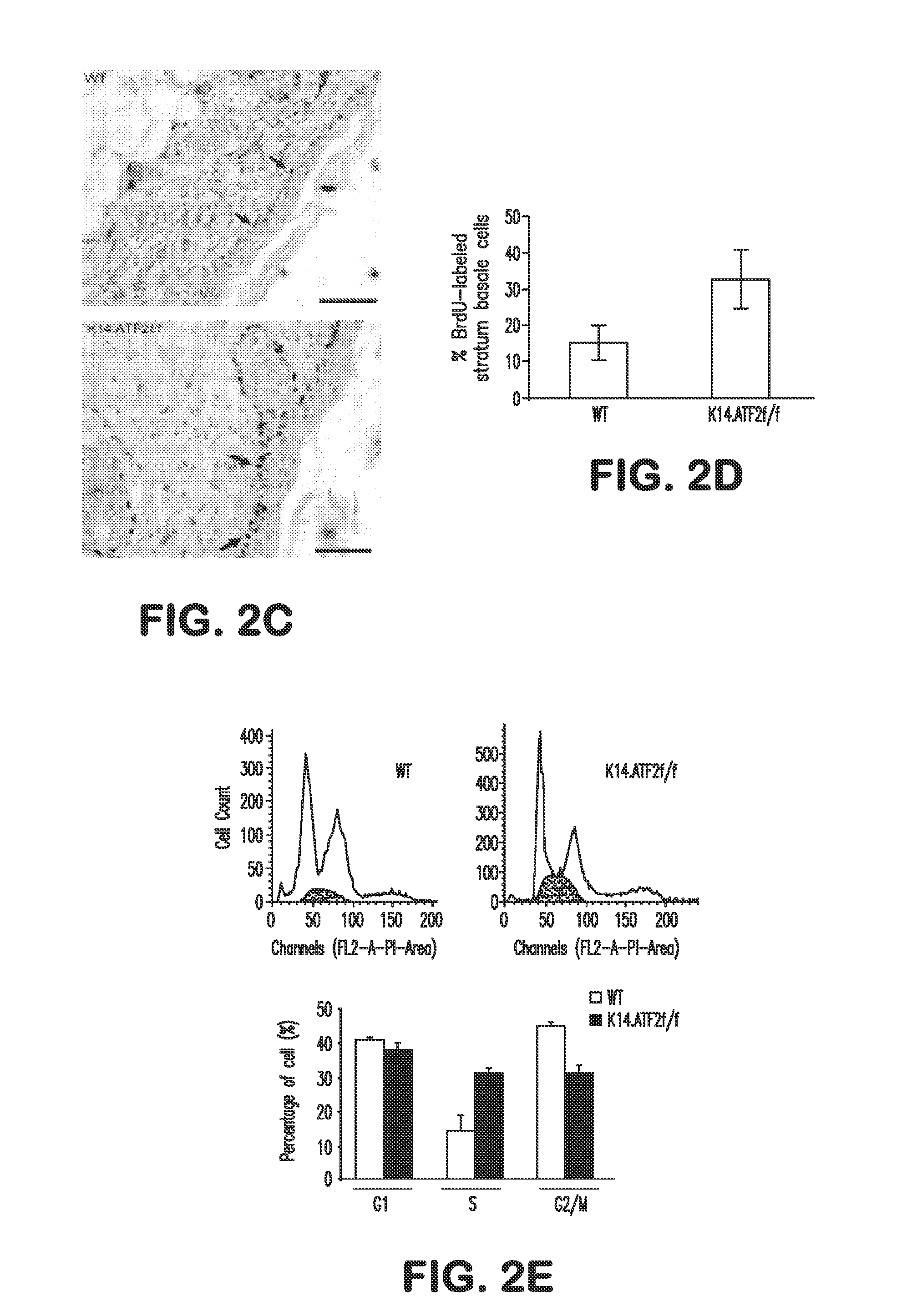 Use of Activating Transcription Factor-2 (ATF2) for Detecting Skin Cancer