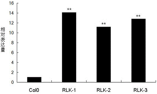 LRR-RLK (leucine-rich repeats-receptor-like kinase) in arabidopsis thaliana and application thereof