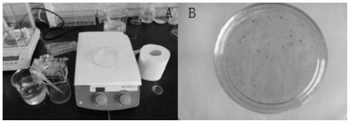 A method for measuring the concentration of plant suspension culture cell liquid by micro sampling