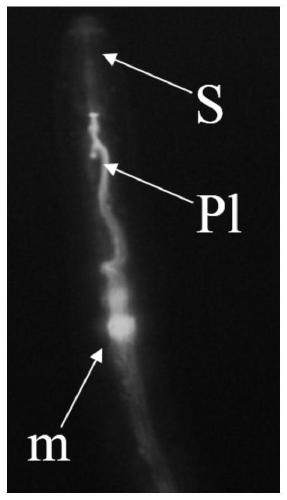 Cereal cyst nematode ha-56573 gene and its application