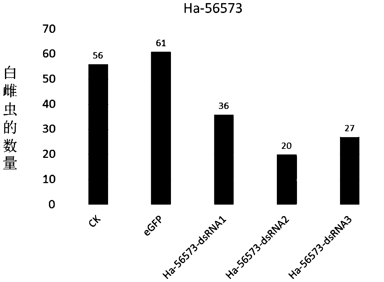 Cereal cyst nematode ha-56573 gene and its application