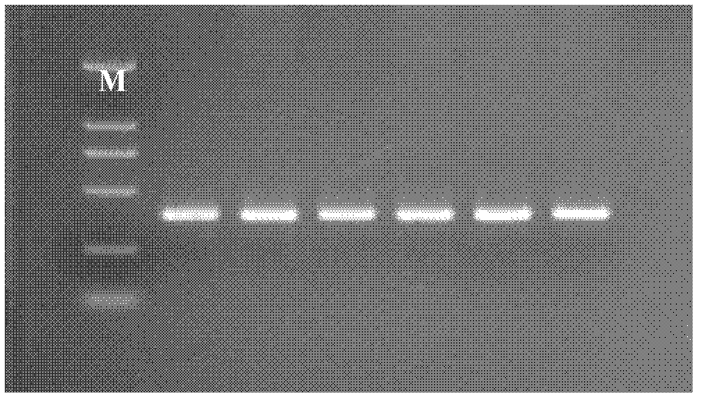 Method utilizing magnetic particles to purify deoxyribonucleic acid (DNA) from samples containing trace nucleic acid