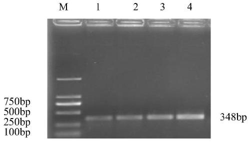Recombinant lysed Salmonella enterica and construction method and application thereof