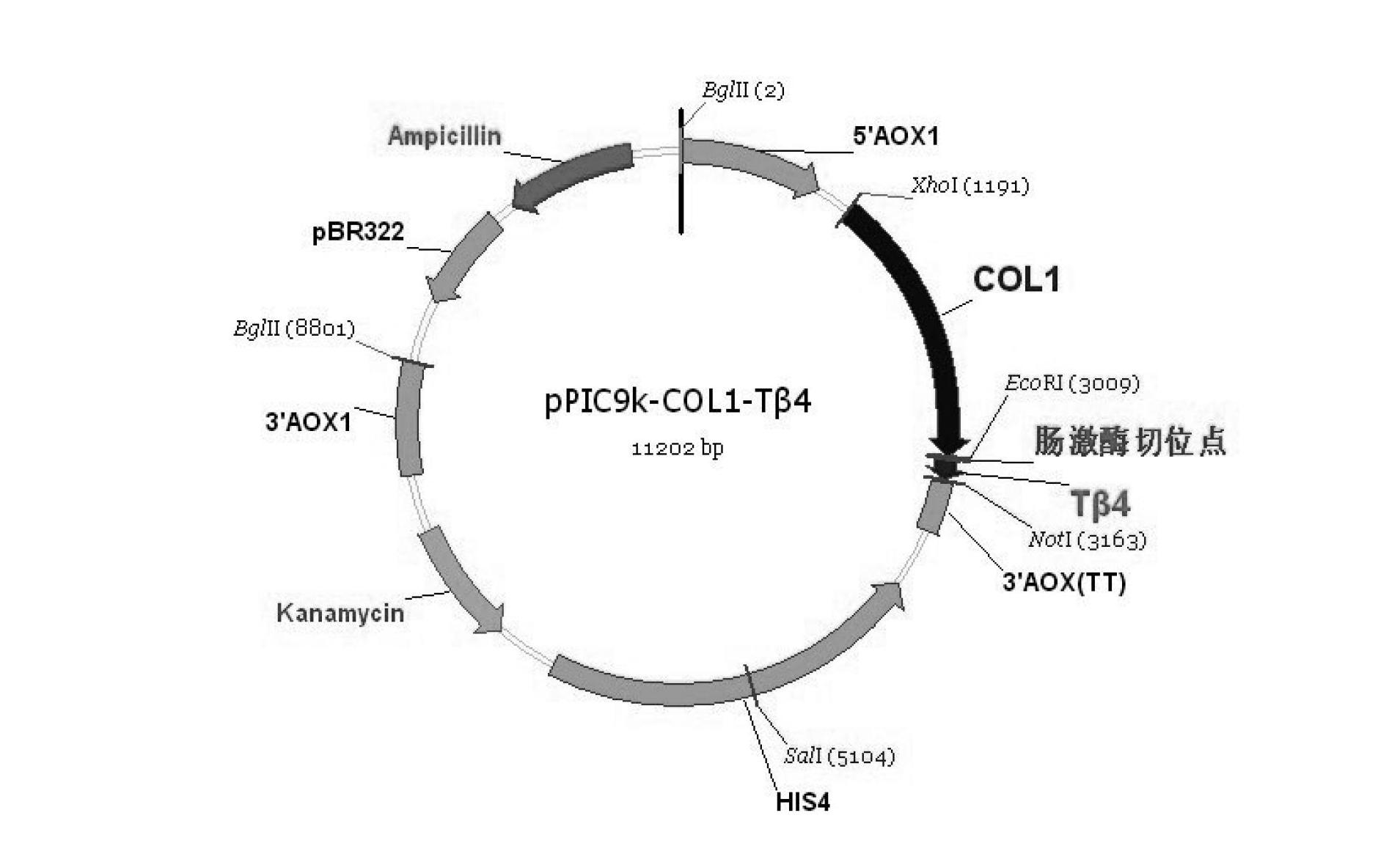 Preparation method of gene-recombination human thymosin beta 4