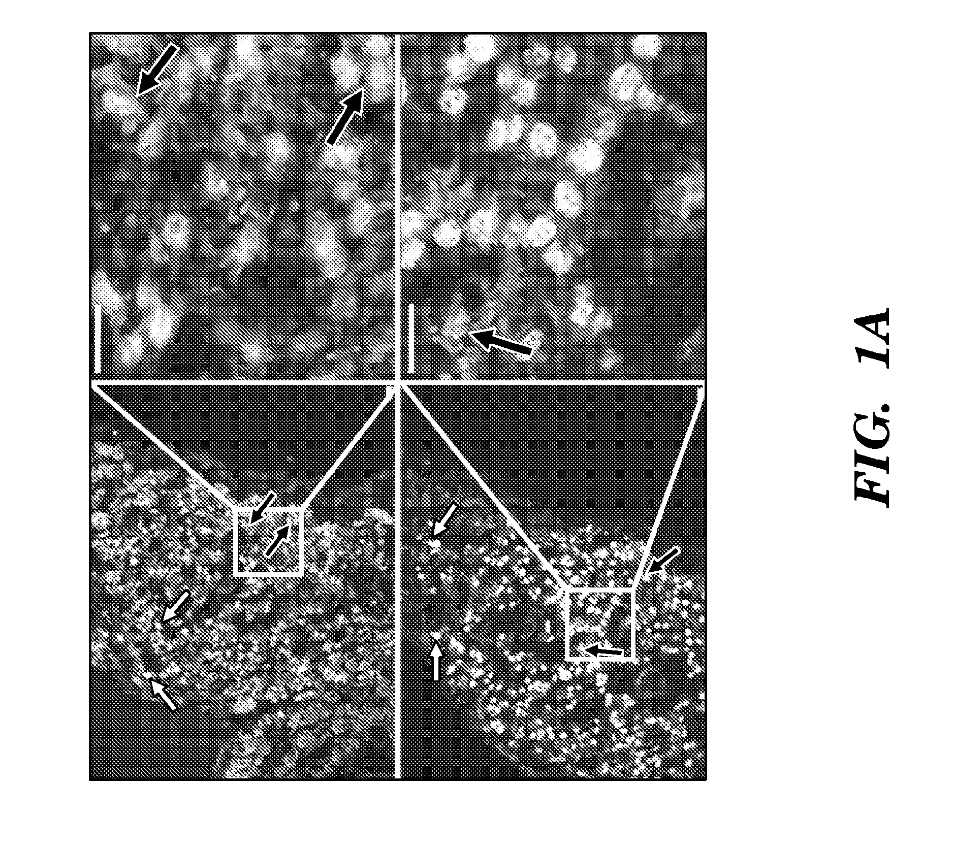 Generation of vascularized human heart tissue and uses thereof