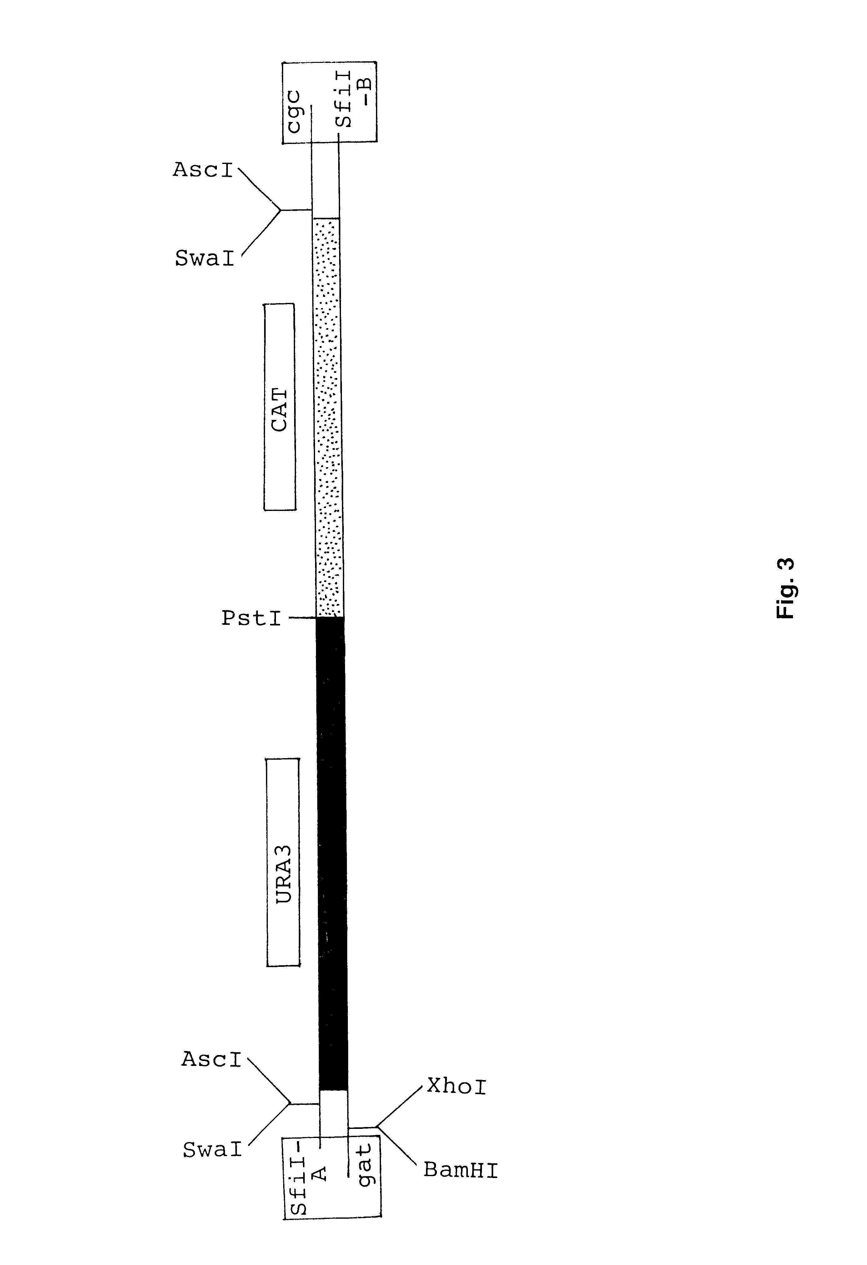 Method of constructing vectors for homologous recombination directed mutagenesis