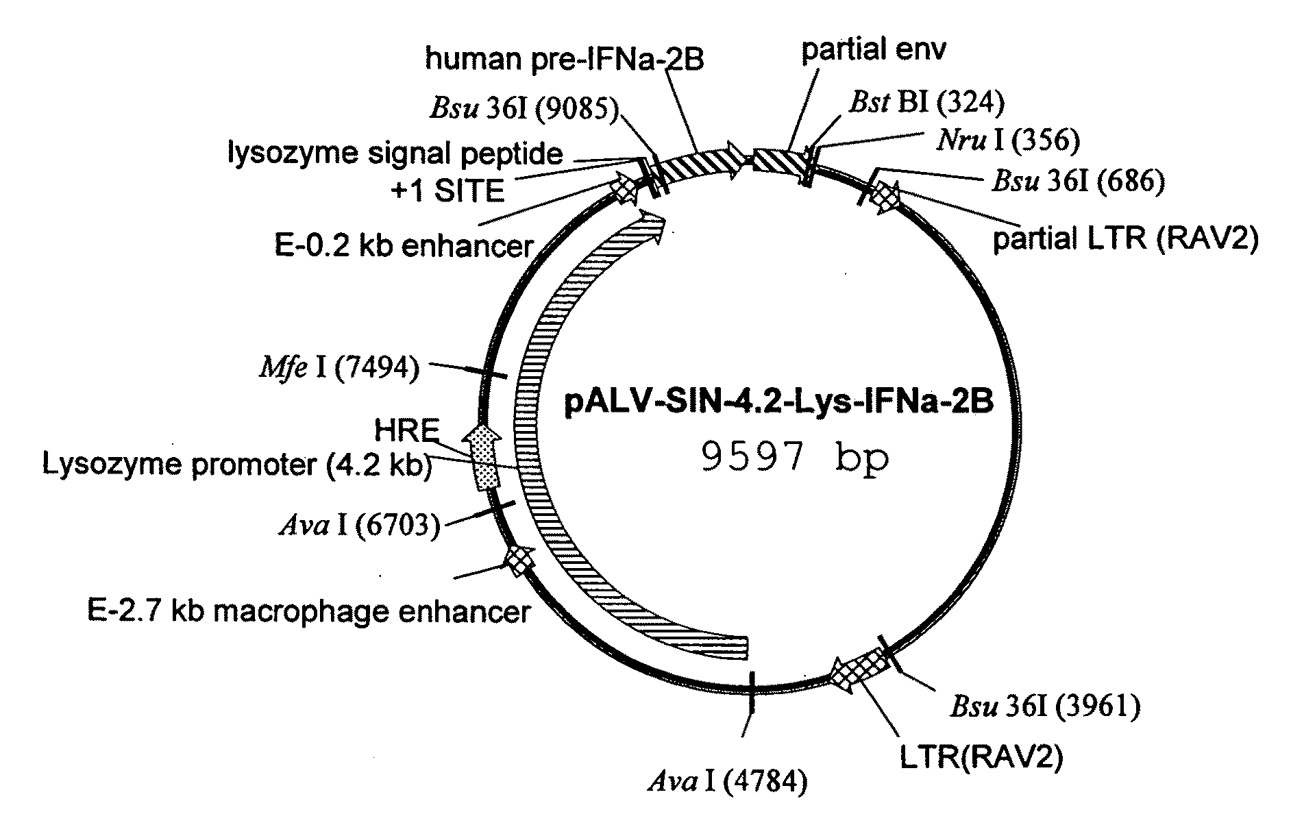 Methods for producing a protein using an avian lysozyme promoter