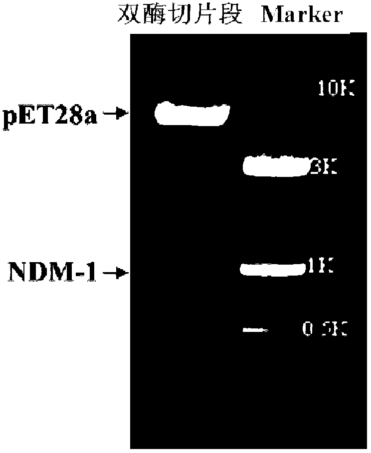 Drug-resistant pathogen infection resistant polypeptide and uses thereof