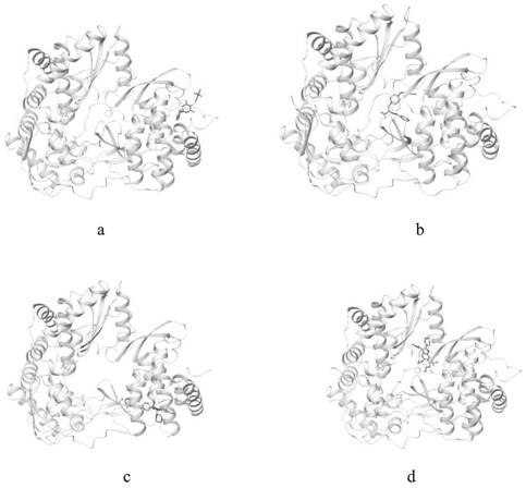 Method for screening small molecule peptidomimetic inhibitor and application of small molecule peptidomimetic inhibitor